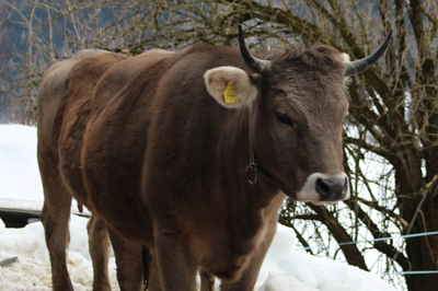 C&rsquo;est bœuf de manger de la viande?