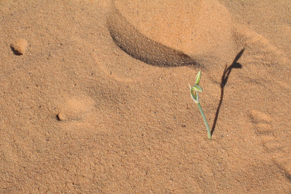 Qu&rsquo;est-ce qui nous nourrit ?