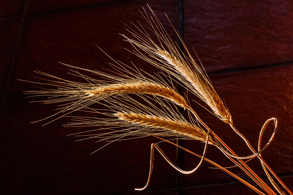 Graines de jadis pour demain