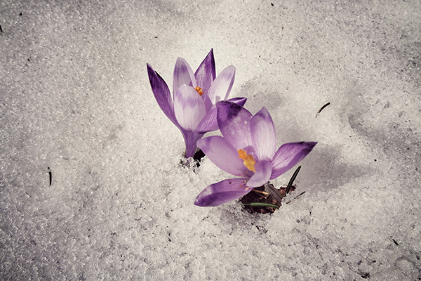 Elle ne se tait plus (2/2)