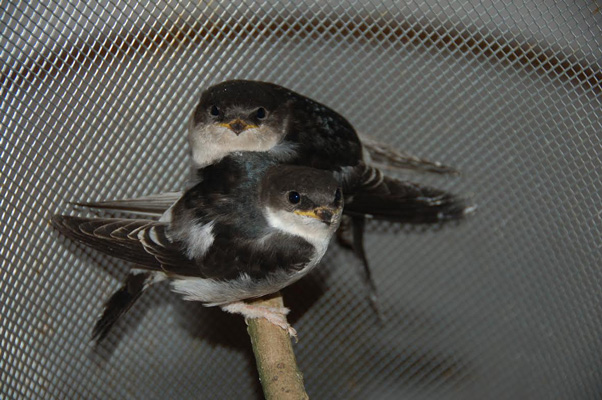 Elle vole au secours des oiseaux